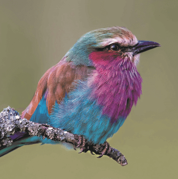 Avistamiento de Aves